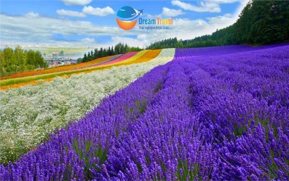 Tour Nhật Bản: Khám Phá Hokkaido Mùa Lavender Hè 2026